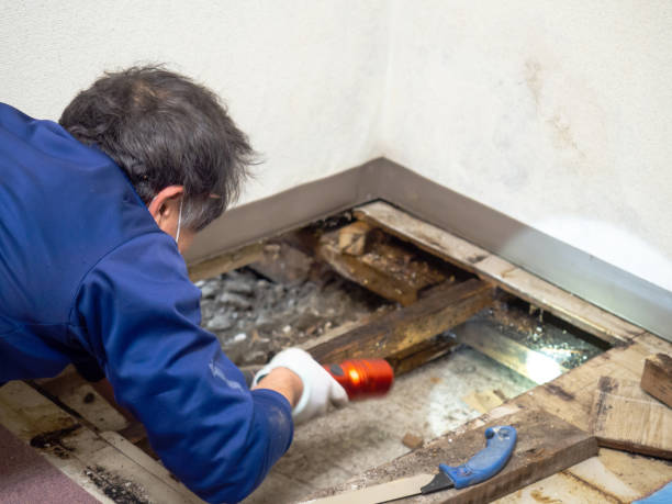 Best Residential Mold Remediation in Flint, MI