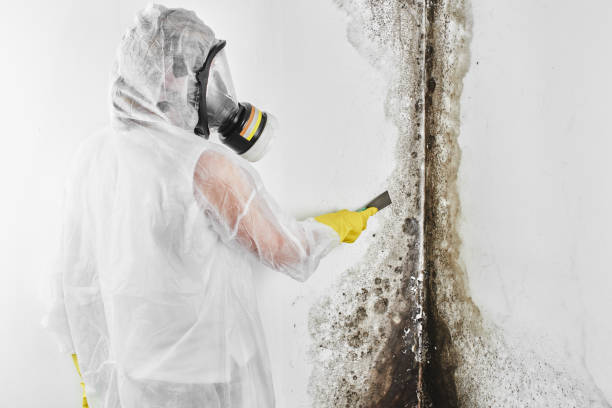 Best Black Mold Remediation in Flint, MI