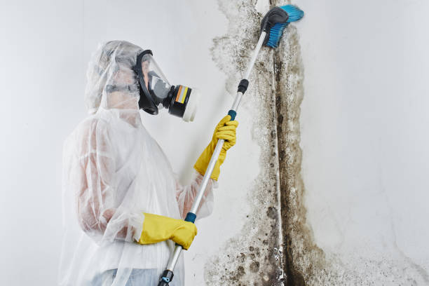 Best Industrial Mold Remediation in Flint, MI