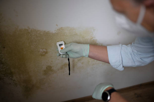 Best Emergency Mold Remediation in Flint, MI