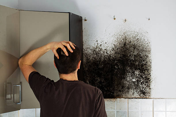 Best Residential Mold Remediation in Flint, MI