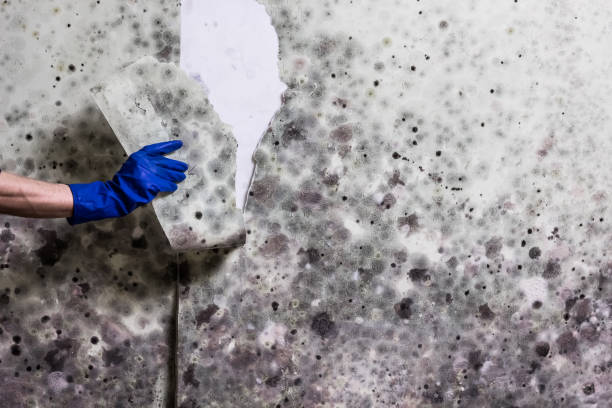 Flint, MI Mold Remediation Company