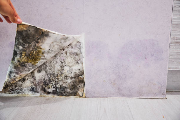 Best Attic Mold Remediation in Flint, MI